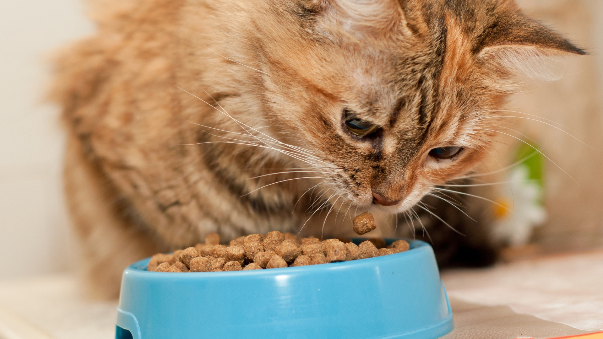 rekomendasi merk makanan kucing